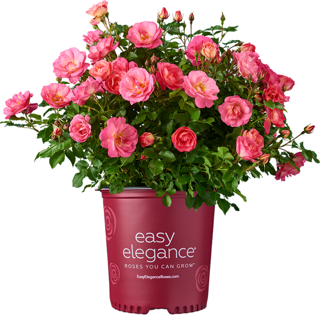 About Easy Elegance Roses From Bailey Nurseries