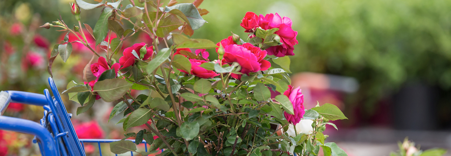 Easy elegance pink roses