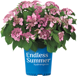 http://Endless%20Summer%20TwistNShout%20potted%20hydrangea