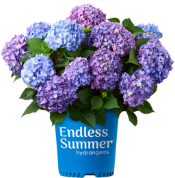 http://Endless%20Summer%20BloomStruck%20potted%20hydrangea
