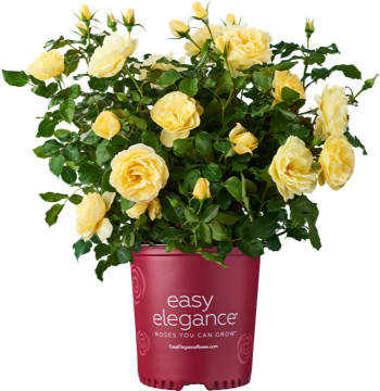 http://Easy%20Elegance%20potted%20yellow%20rose