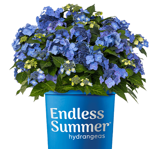 Endless Summer Pop Star Hydrangea