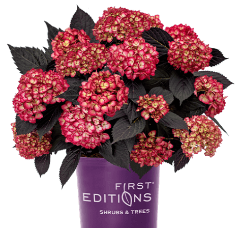 First Editions Eclipse Hydrangea