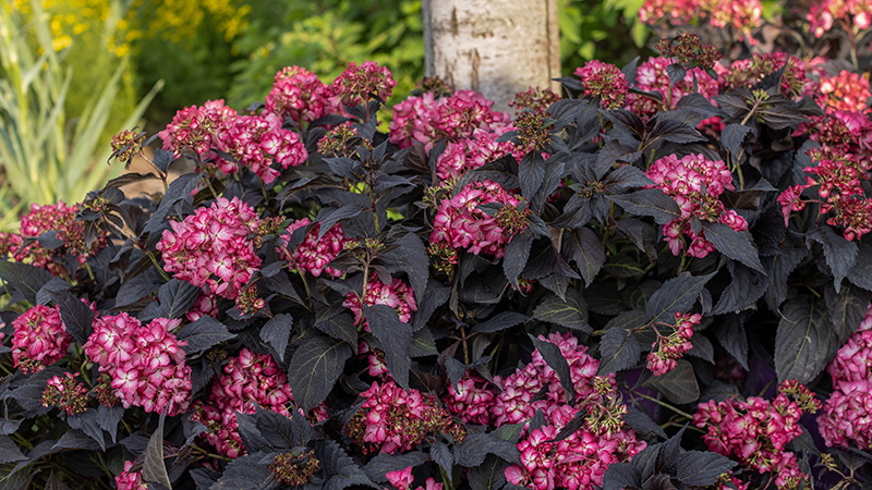 First Editions® Eclipse® Bigleaf Hydrangea