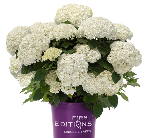 FlowerFull® Smooth Hydrangea from First Editions®