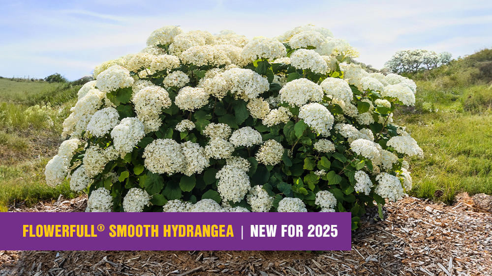 Flowerfull® Smooth Hydrangea from First Editions®